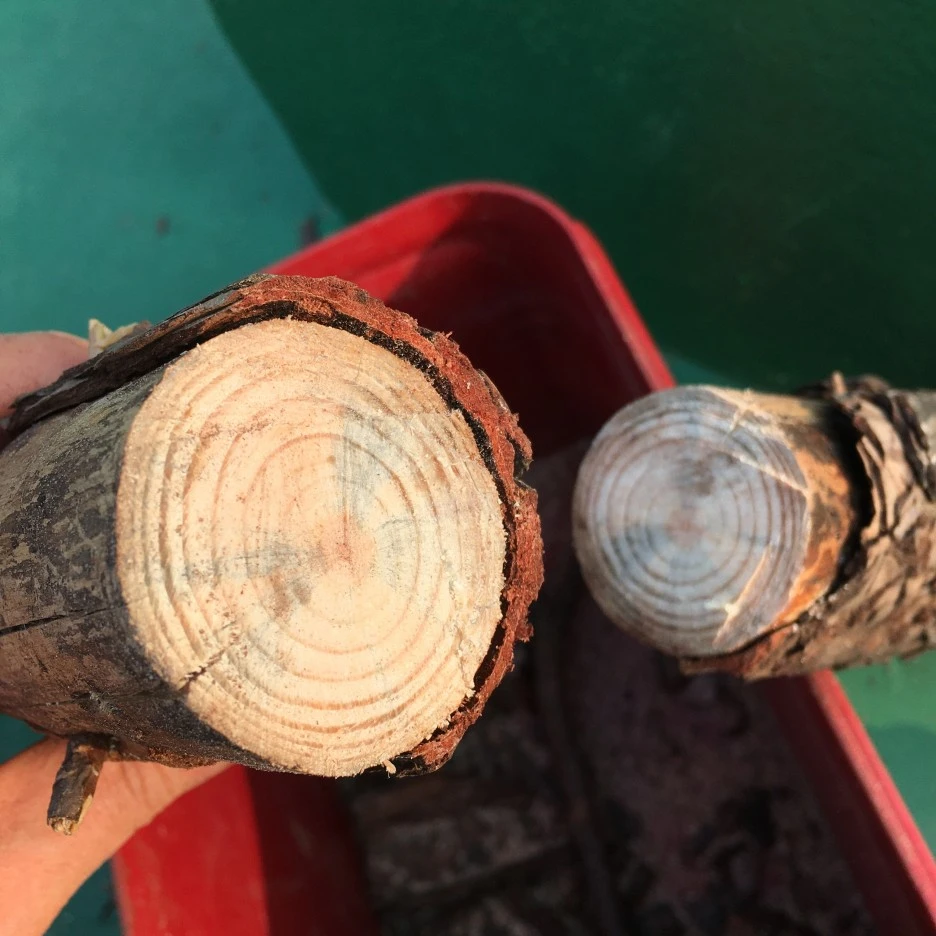 20210410_0720.JPG?type=w1