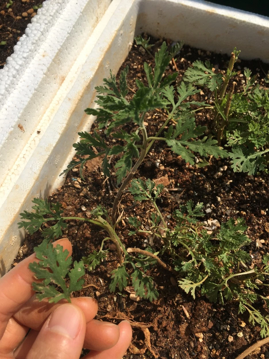 20210415_1090.JPG?type=w1