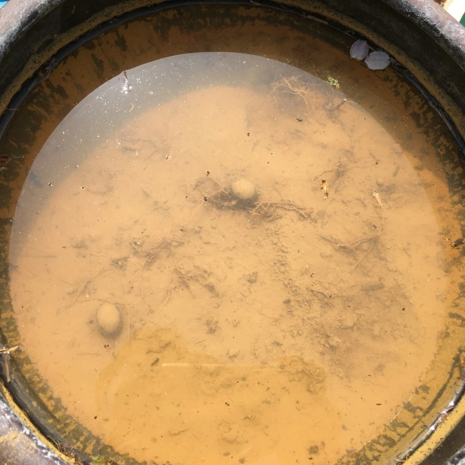 20210410_0704.JPG?type=w1