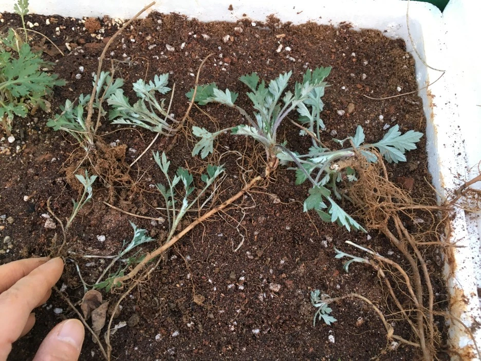 20210408_0588.JPG?type=w1