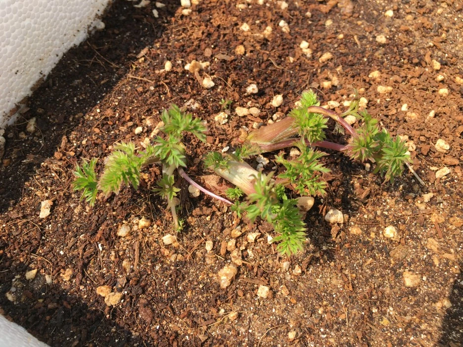 20210410_0708.JPG?type=w1