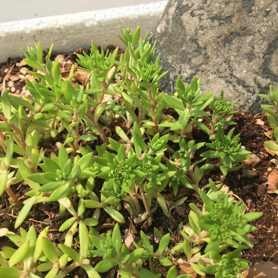 20210429_1201.JPG?type=w1