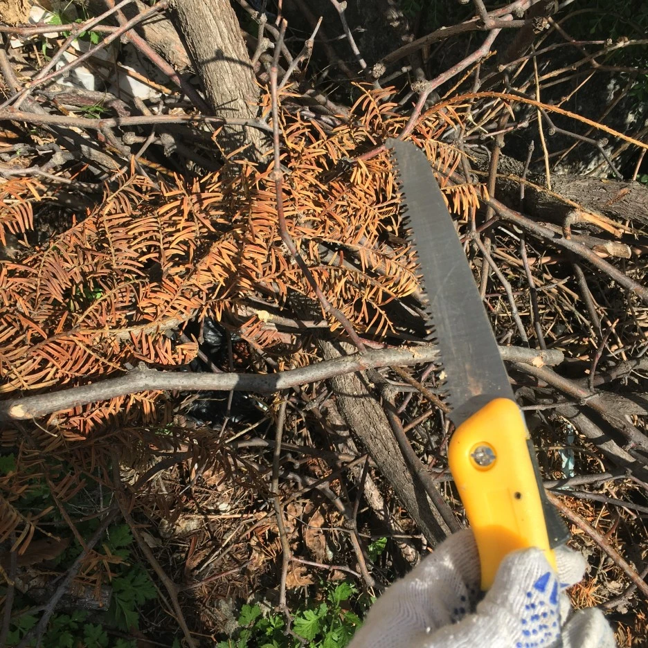 20210505_0068.JPG?type=w1