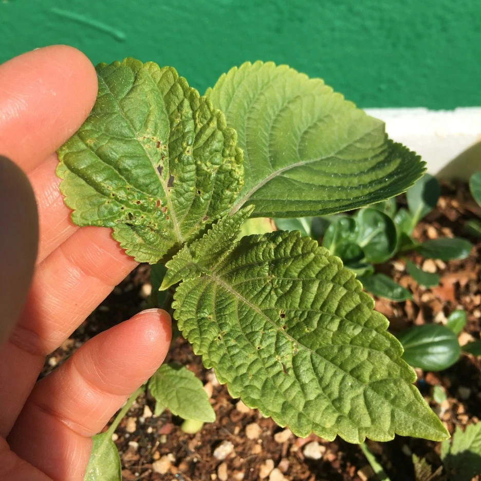 IMG_1016.JPG?type=w1