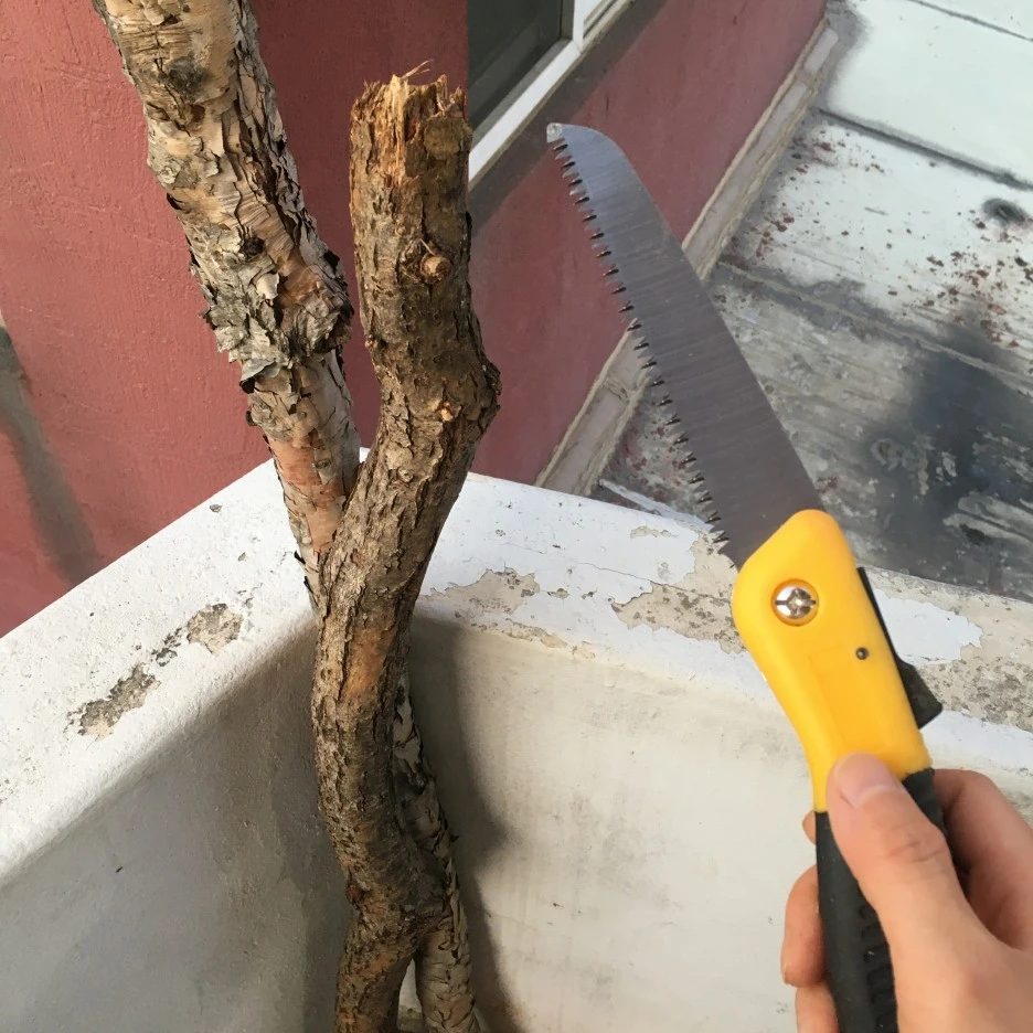 20210324_0275.JPG?type=w1