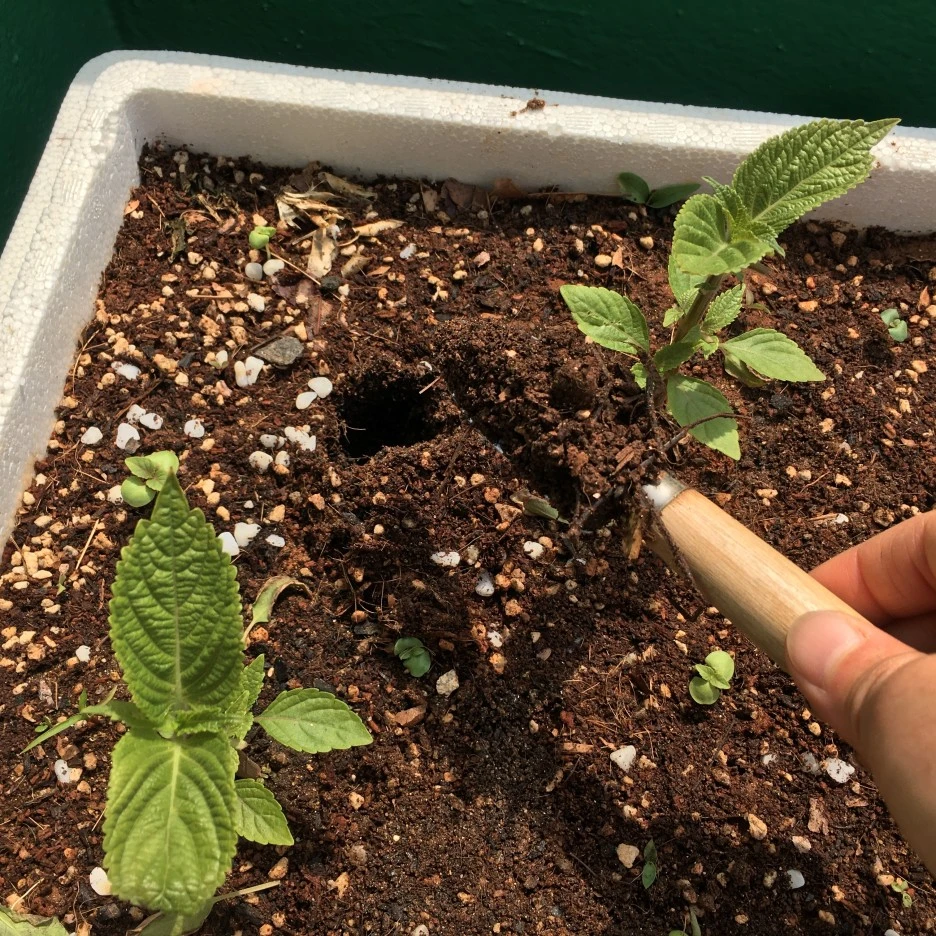 20210514_1486.JPG?type=w1