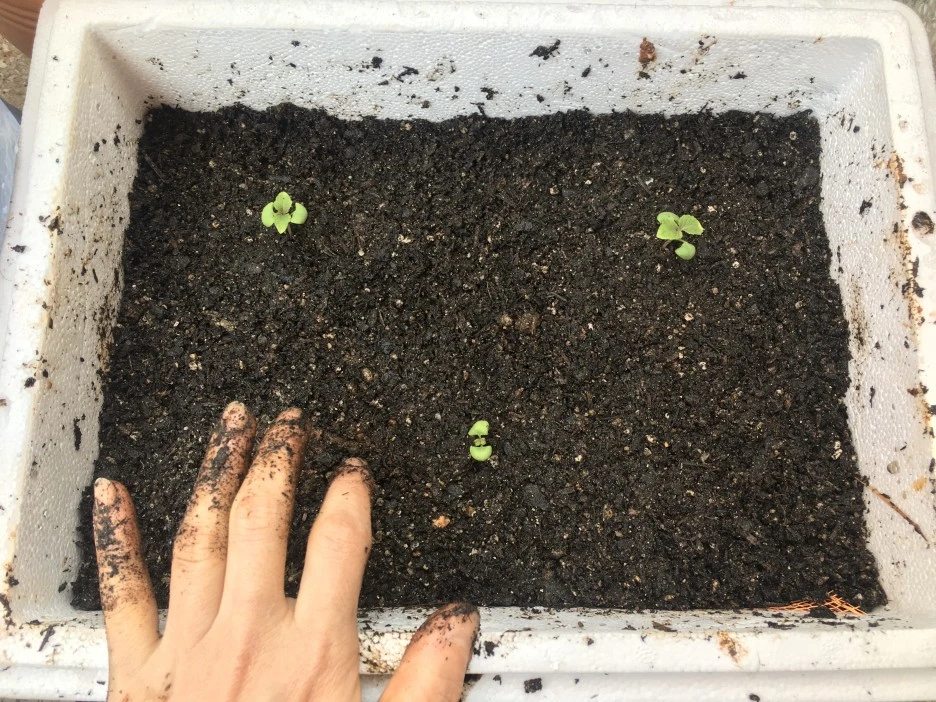 20210325_0310.JPG?type=w1