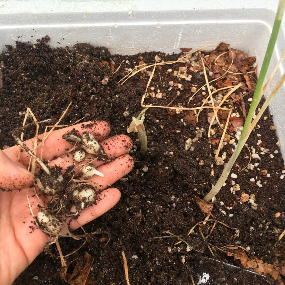 IMG_0931.JPG?type=w1