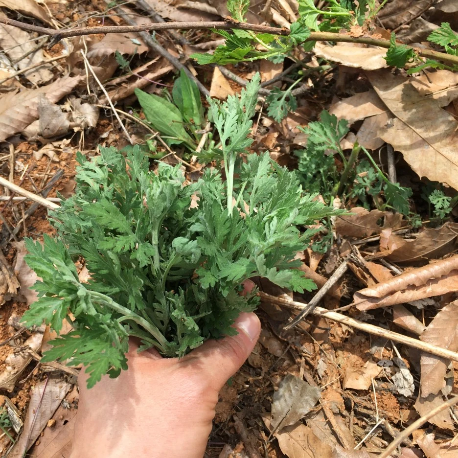 20210402_0489.JPG?type=w1