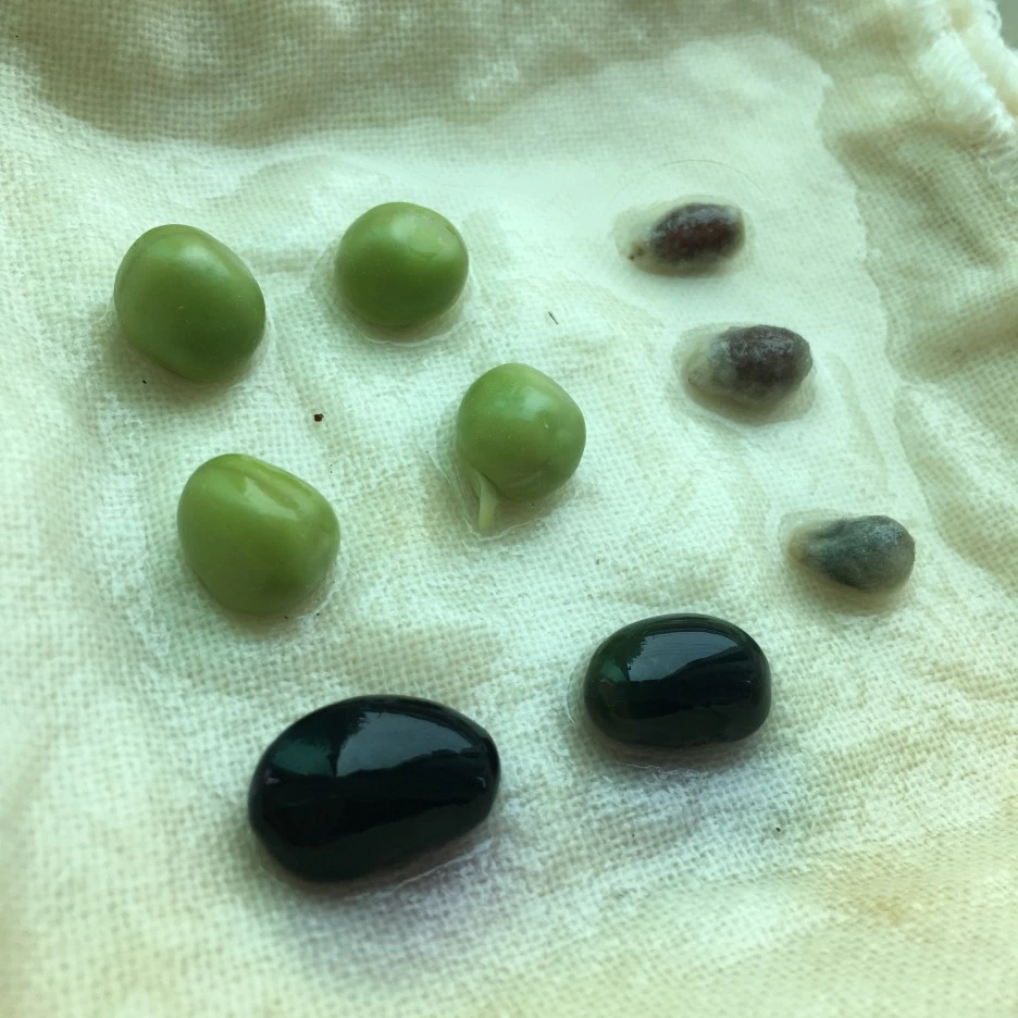 20210427_1122.JPG?type=w1