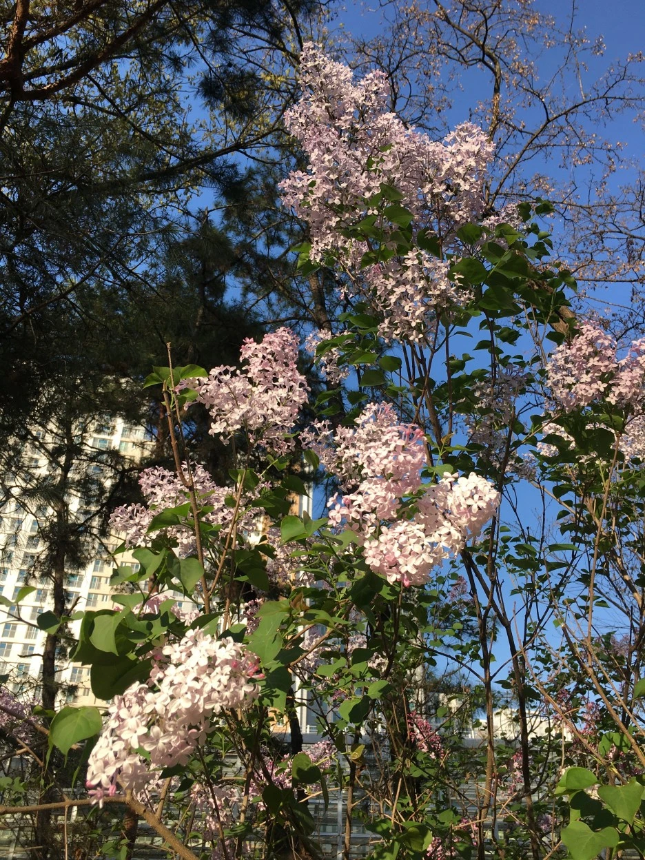 20210408_0580.JPG?type=w1