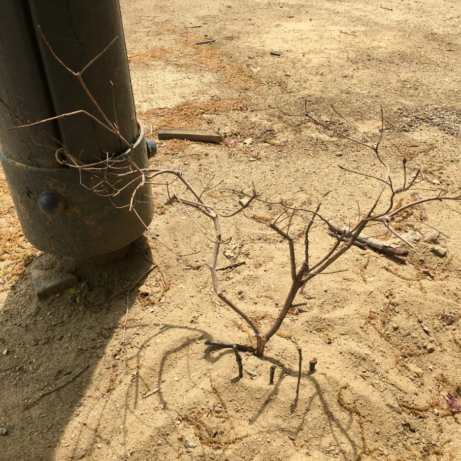 20210428_1130.JPG?type=w1