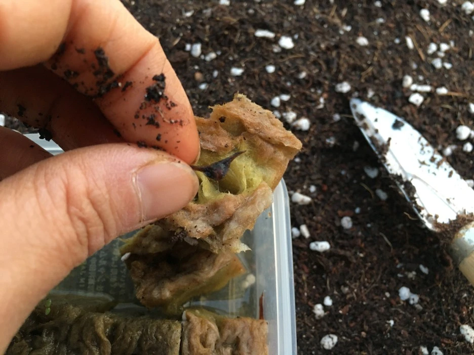 20210428_1171.JPG?type=w1