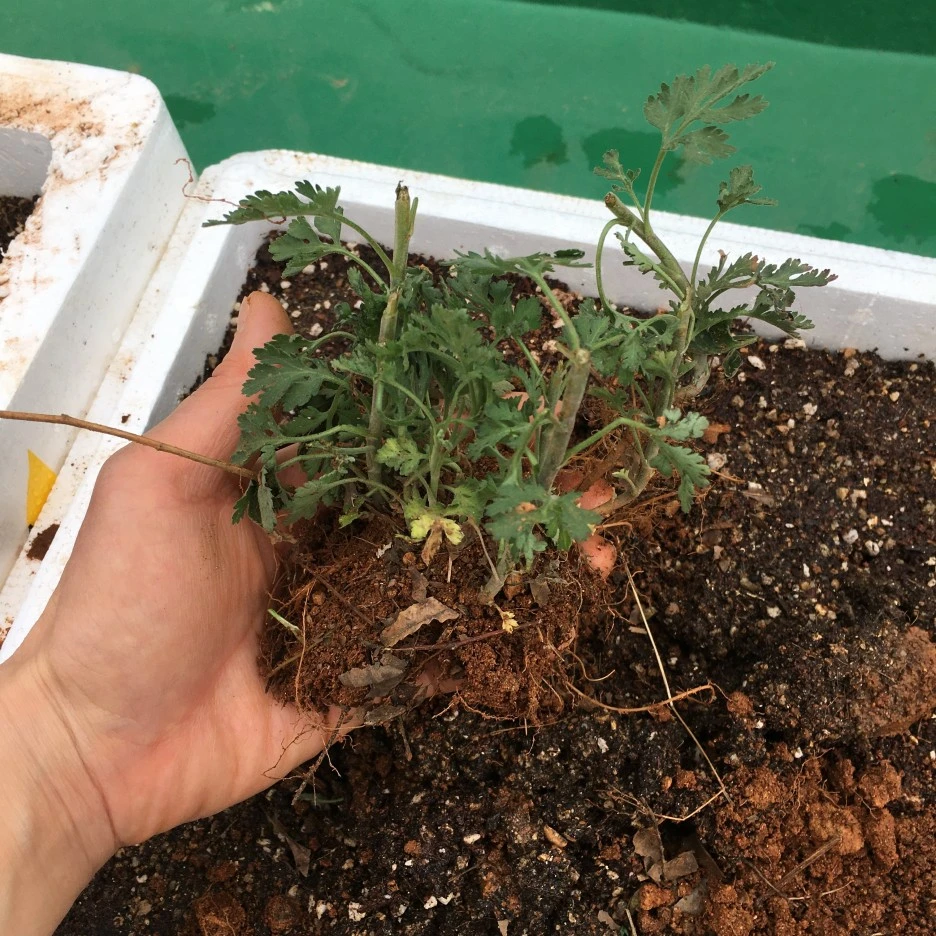 20210402_0495.JPG?type=w1