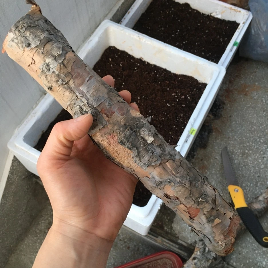 20210324_0284.JPG?type=w1