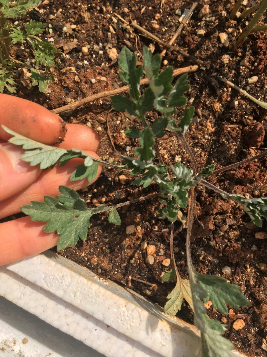 20210415_1089.JPG?type=w1