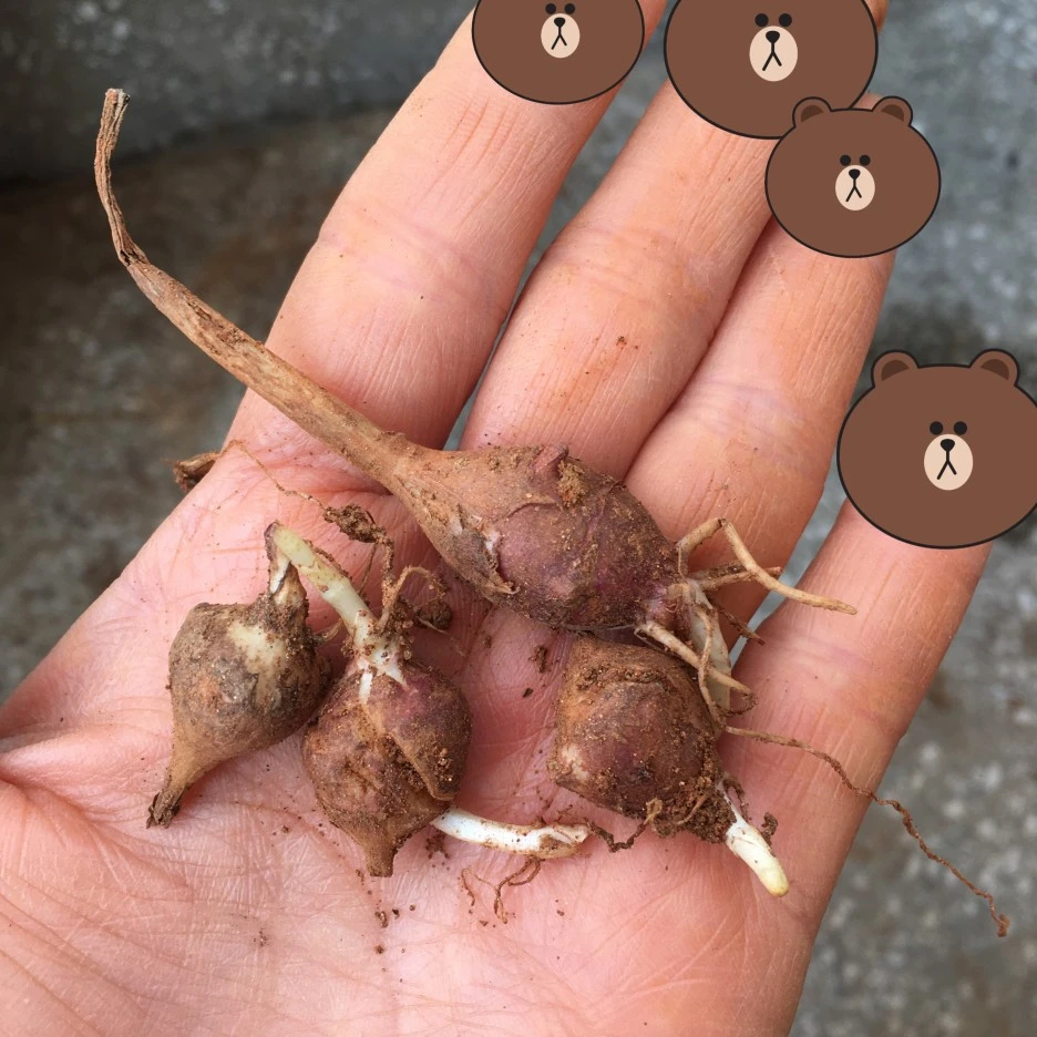 SE-2c9e4146-527d-4a51-9e73-3f68fa9c4ec3.jpg?type=w1