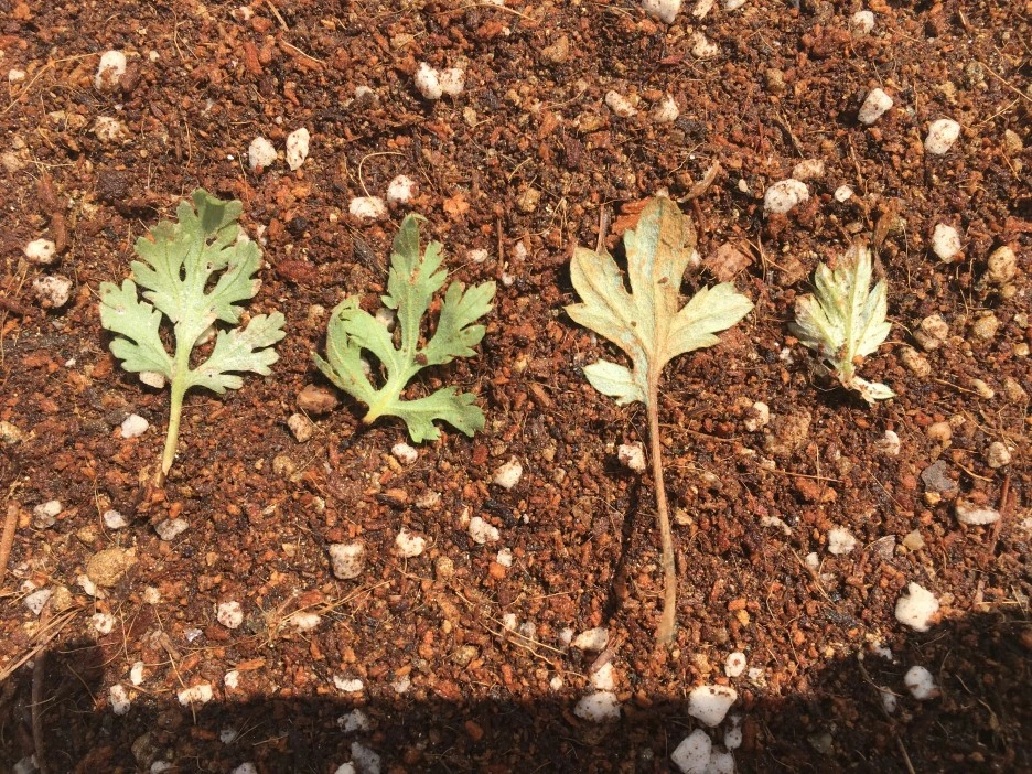 20210415_1092.JPG?type=w1