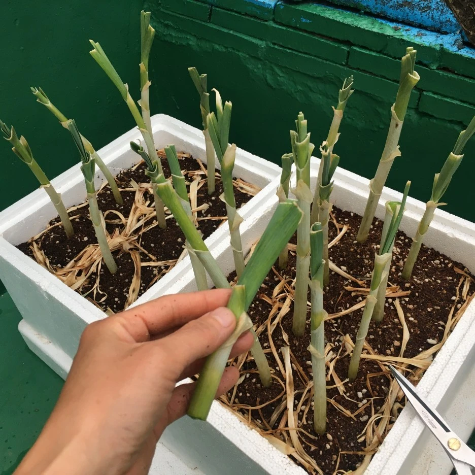 IMG_0933.JPG?type=w1