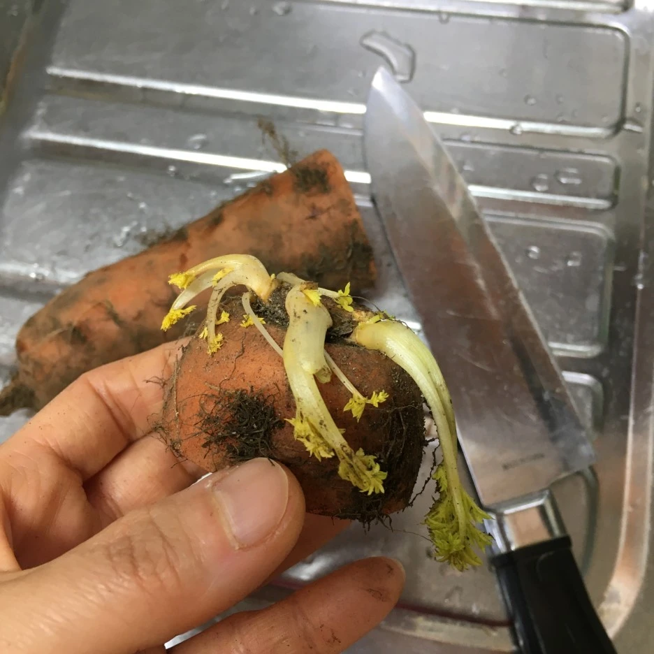 20210403_0522.JPG?type=w1