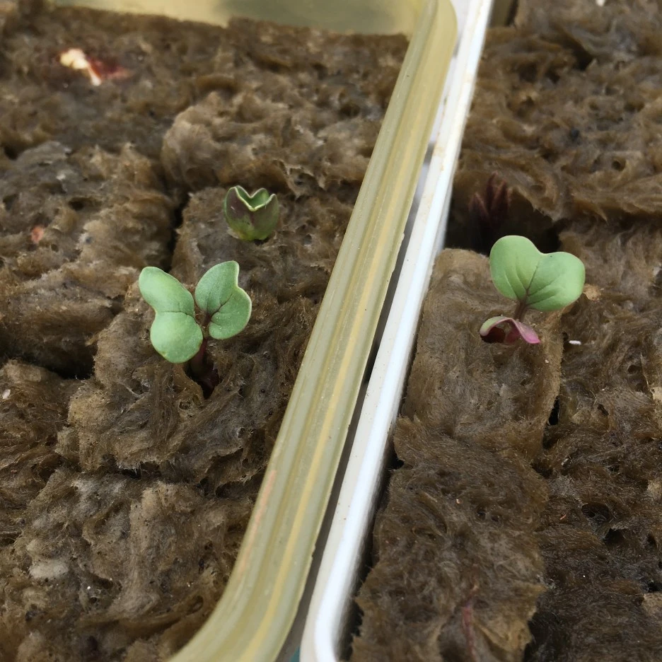 20210417_1122.JPG?type=w1