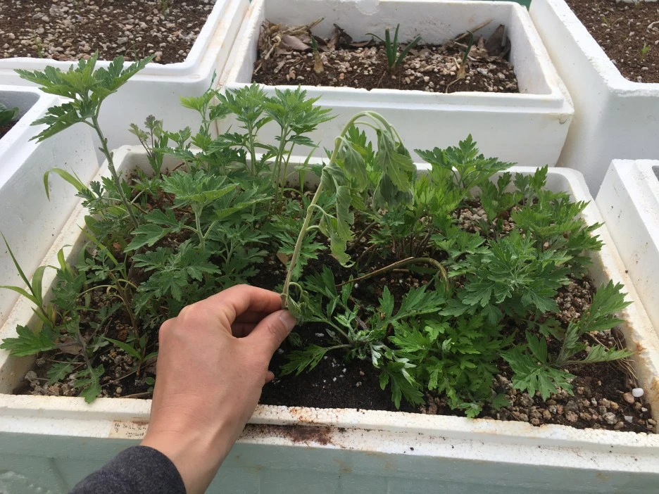 20210511_1398.JPG?type=w1