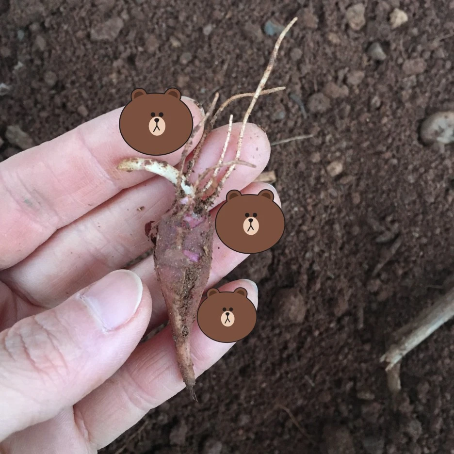 SE-068b7bdc-8f4f-4a19-9a35-baf026932e78.jpg?type=w1