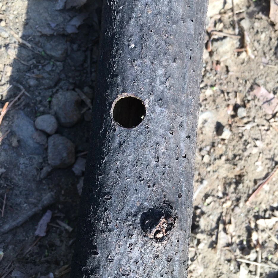 20210408_0583.JPG?type=w1