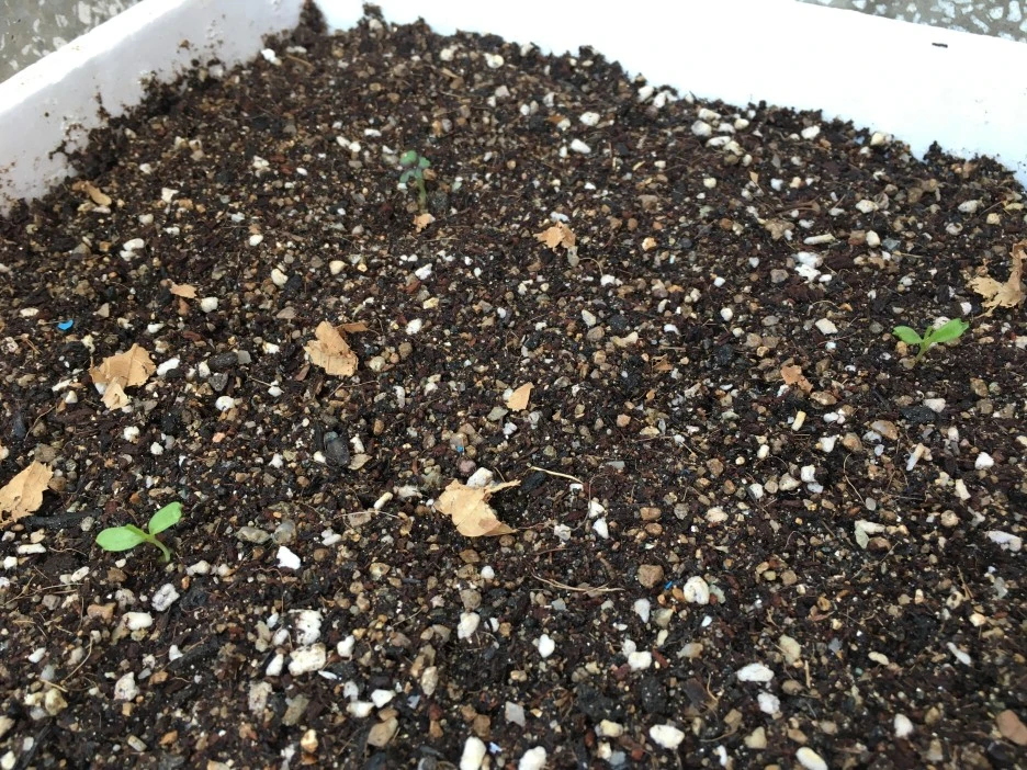 20210331_0427.JPG?type=w1