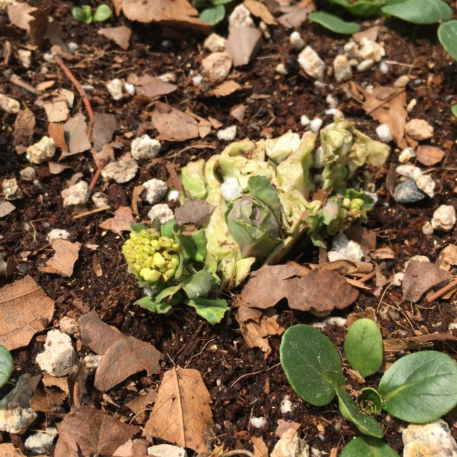 20210429_1202.JPG?type=w1