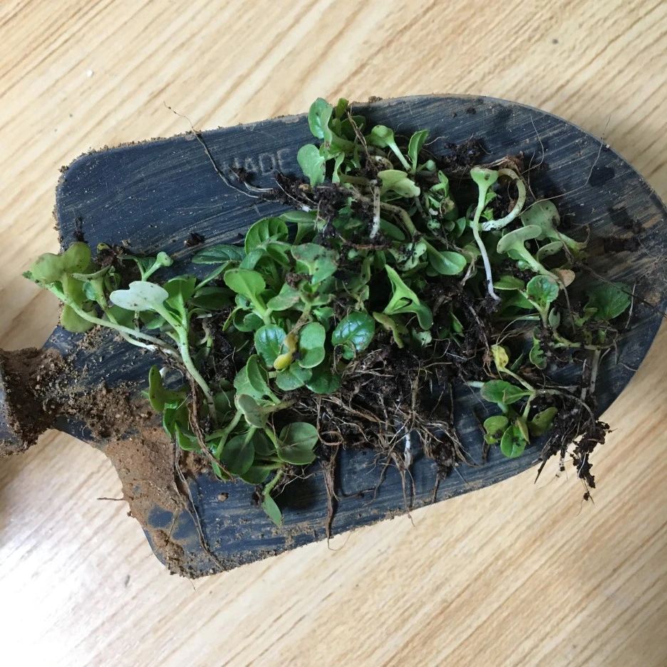 20210413_1001.JPG?type=w1