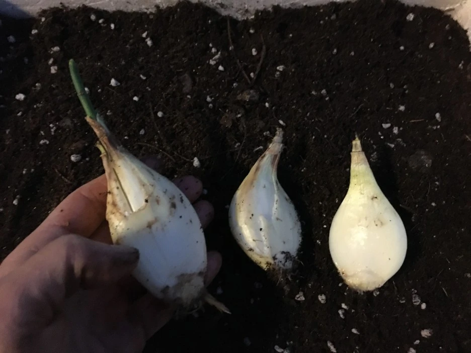 20210428_1176.JPG?type=w1