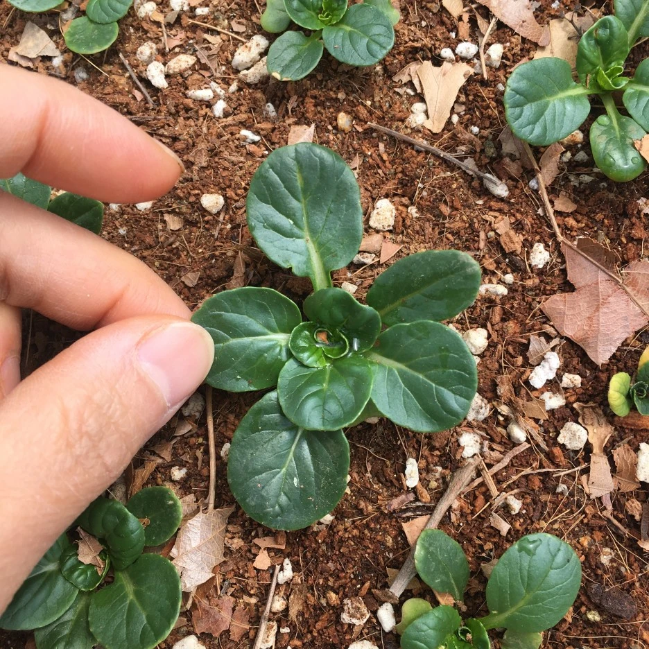 20210426_1078.JPG?type=w1