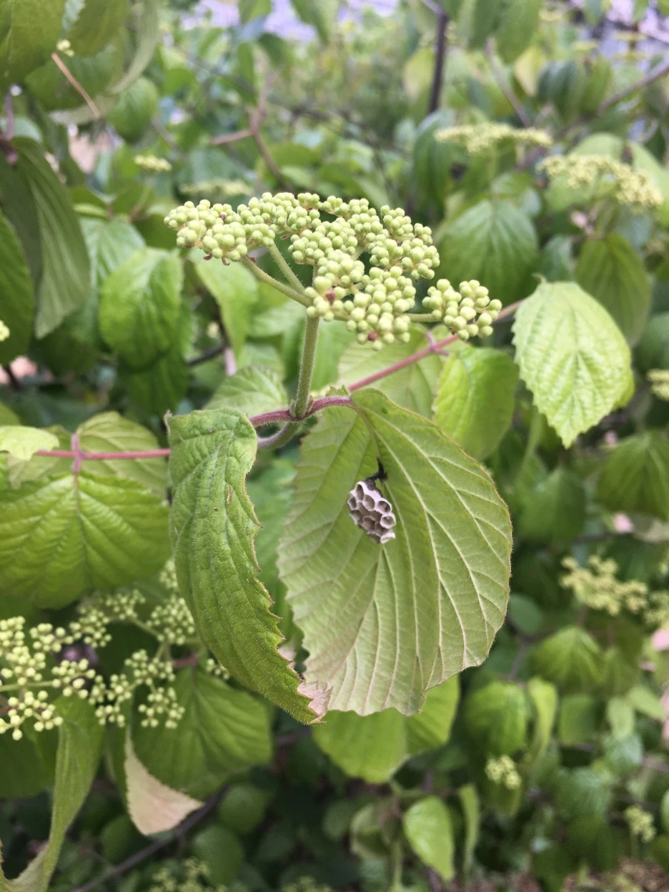 20210511_1376.JPG?type=w1