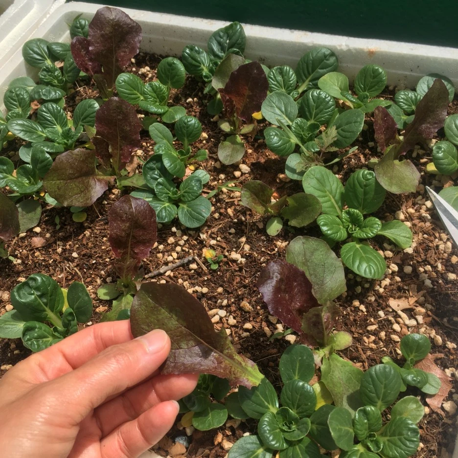 IMG_1168.JPG?type=w1