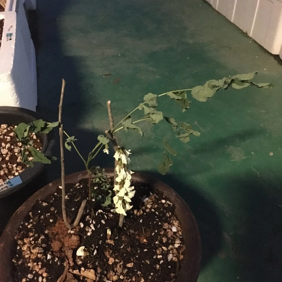 20210512_1448.JPG?type=w1