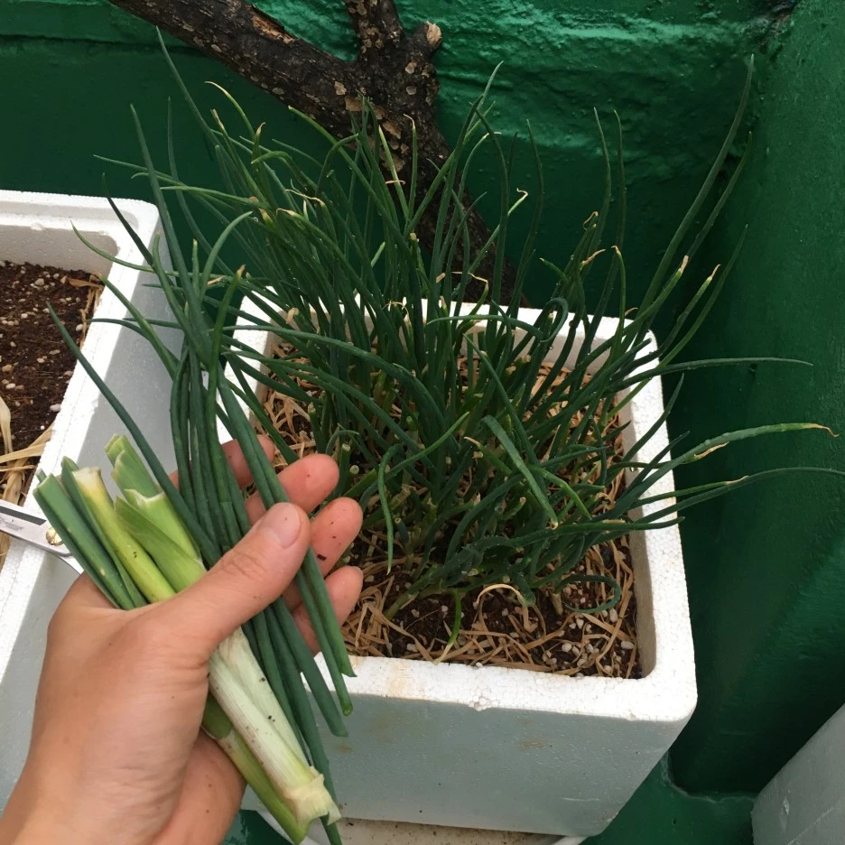 IMG_0935.JPG?type=w1