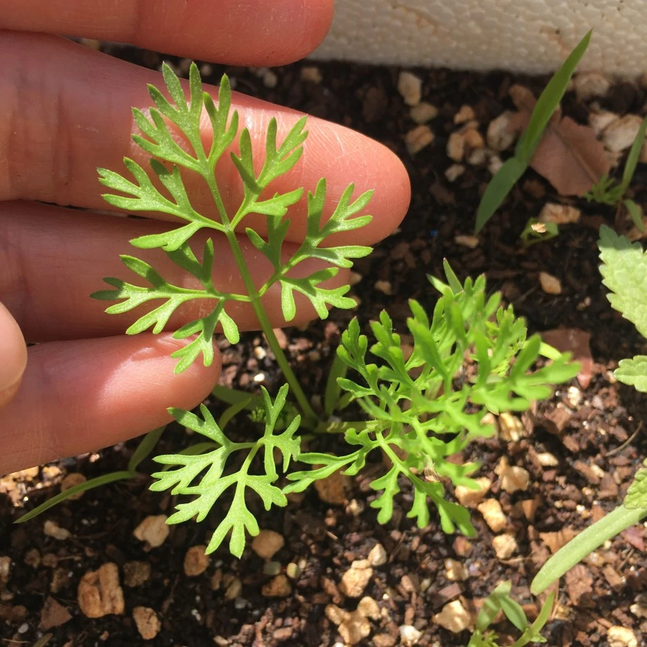 20210505_0053.JPG?type=w1