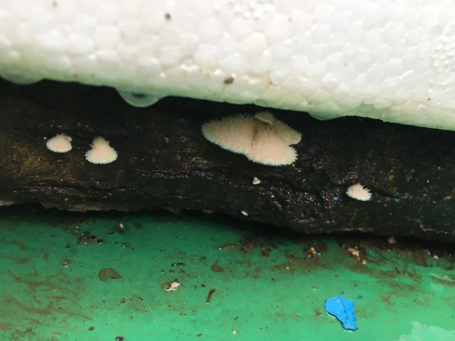 20210517_1617.JPG?type=w1