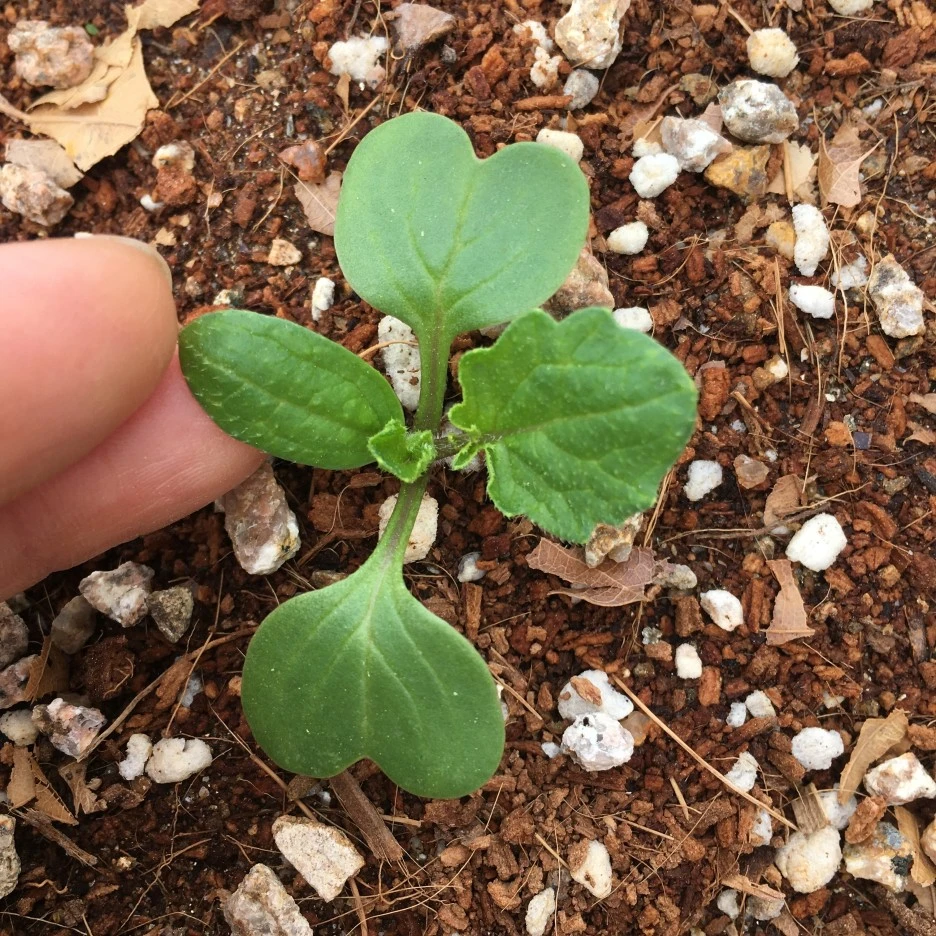 20210427_1111.JPG?type=w1