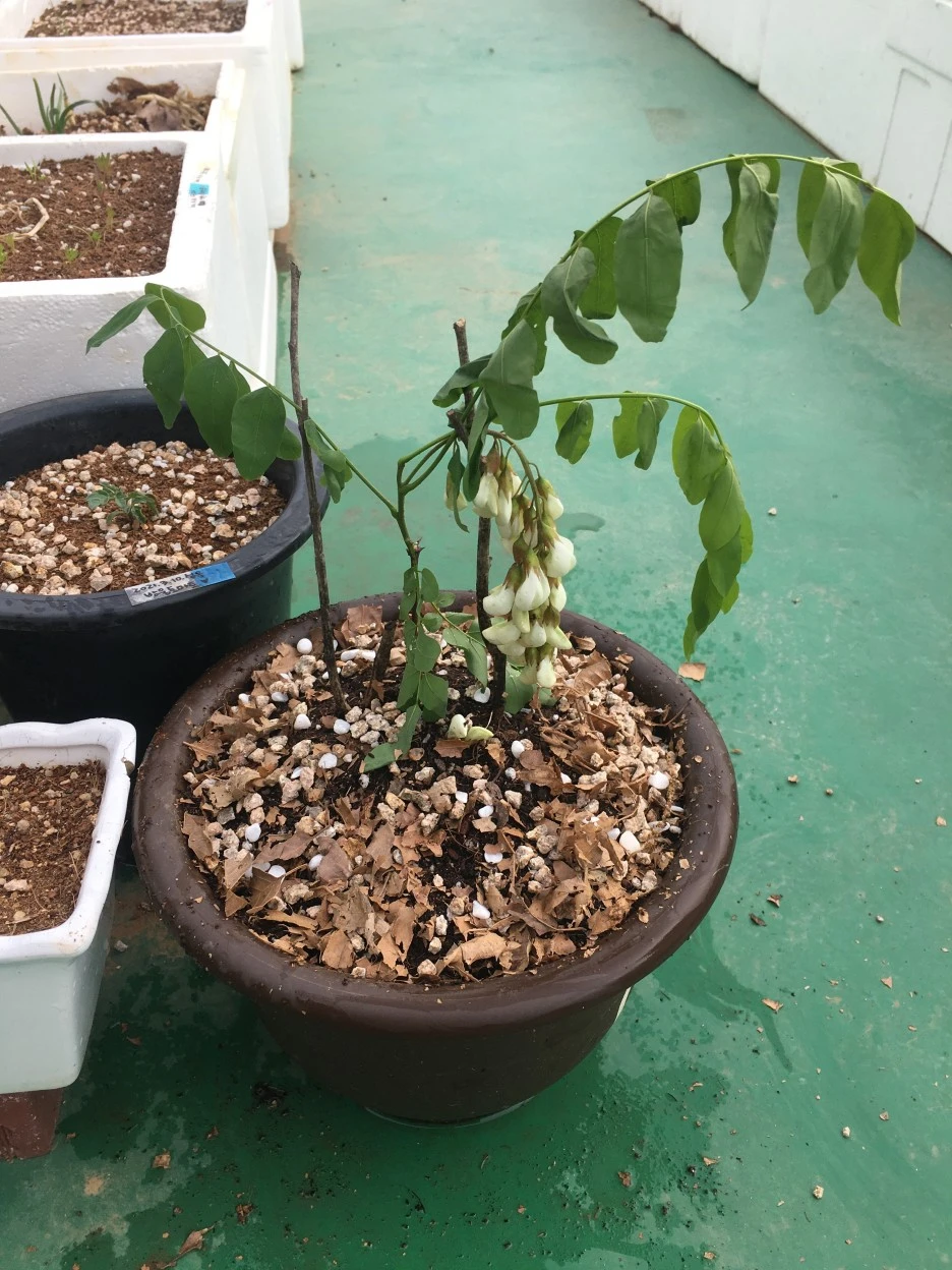 20210511_1395.JPG?type=w1