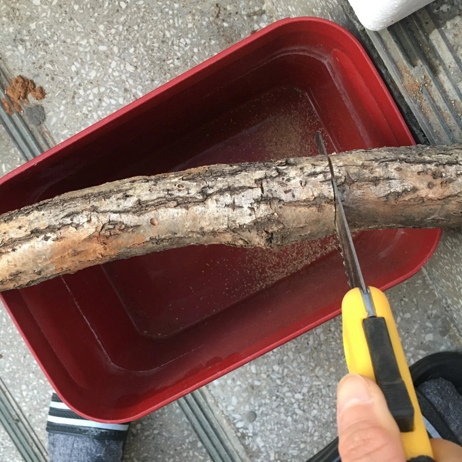 20210324_0277.JPG?type=w1