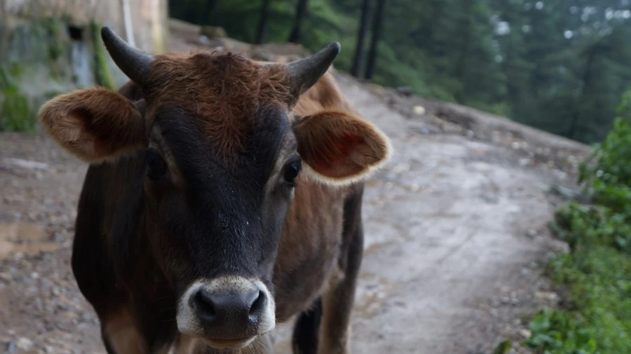 DSC02585.jpg?type=w1