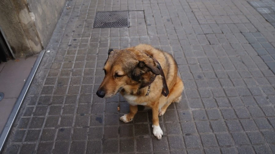 DSC09345.jpg?type=w1