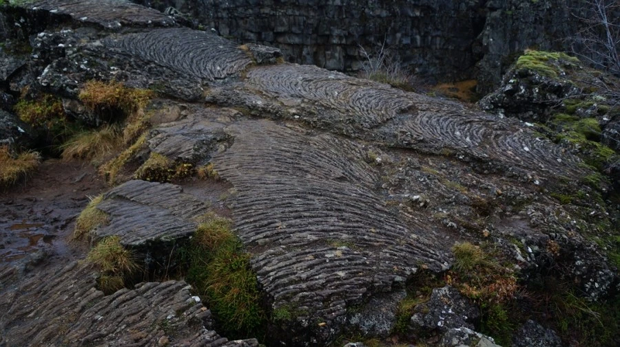 DSC07550.jpg?type=w1