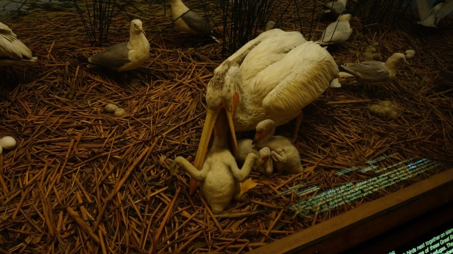 DSC04378.jpg?type=w1