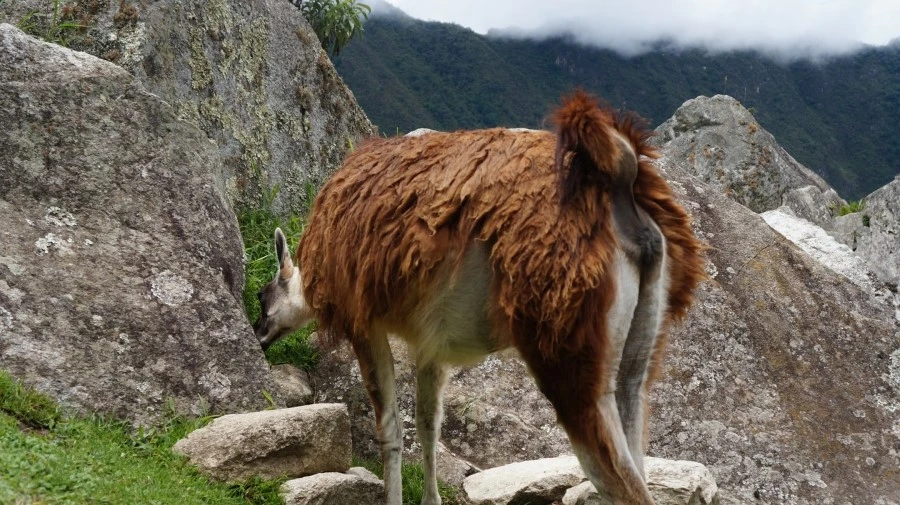 DSC01480.jpg?type=w1