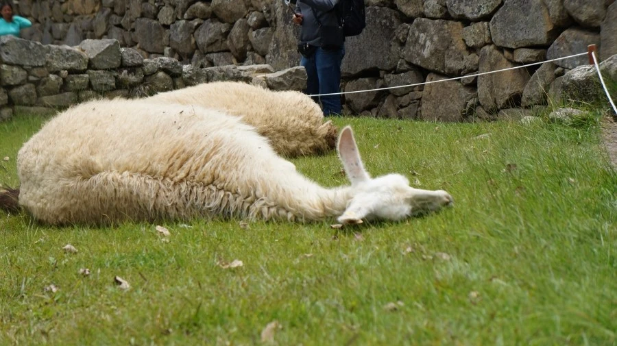 DSC01529.jpg?type=w1