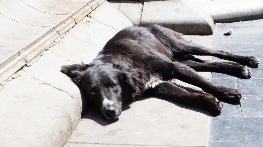 DSC00632.jpg?type=w1