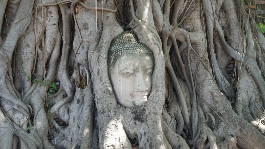 DSC01503.jpg?type=w1